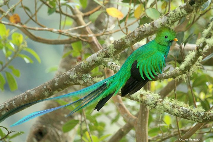 The amazing Resplendent Quetzal (Pharomachrus mocinno), cataloged as one of the world's most beautiful birds!
